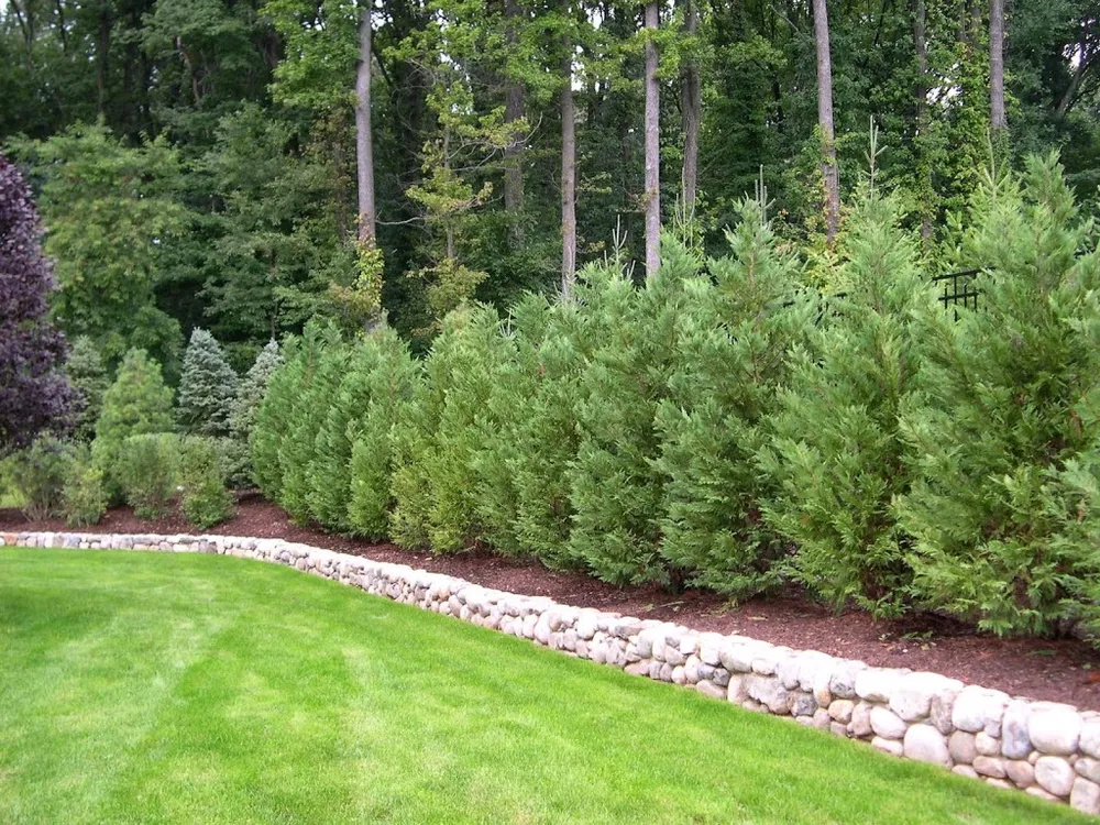 landscape privacy trees, privacy trees, leyland cypress, retaining wall, grass