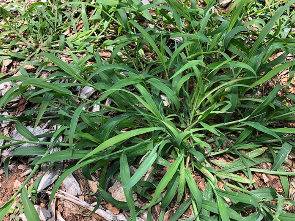 crabgrass, lawn weeds, nut sedge, pre emergent, lawn care, weeds removal, weed treatment