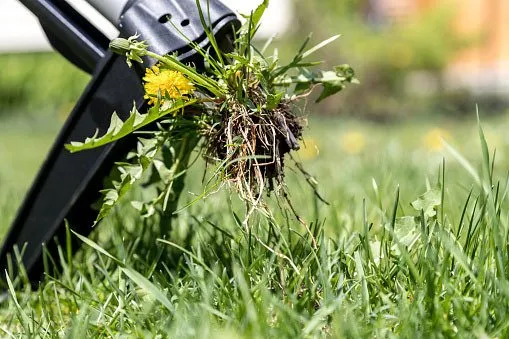 lawn weeds, weeds removal, lawn maintenance, organic weed removal, sod grass, Bermuda soda lawn, grass weeds